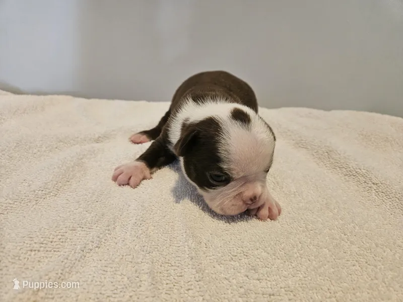 Cho female 4, a female Boston Terrier for sale in Greenville, GA – Photo 1 of 9