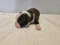 Cho female 4, a female Boston Terrier for sale in Greenville, GA – Photo 2 of 9