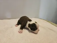 Cho female 4, a female Boston Terrier for sale in Greenville, GA – Photo 7 of 9