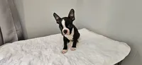 Blk/wht male 1, a male Boston Terrier for sale in Greenville, GA – 2 of 10