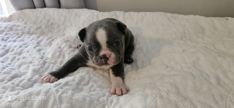 Blue female 1 – Boston Terrier puppy for sale in Greenville, GA