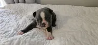 Blue female 1, a female Boston Terrier for sale in Greenville, GA – 1 of 10