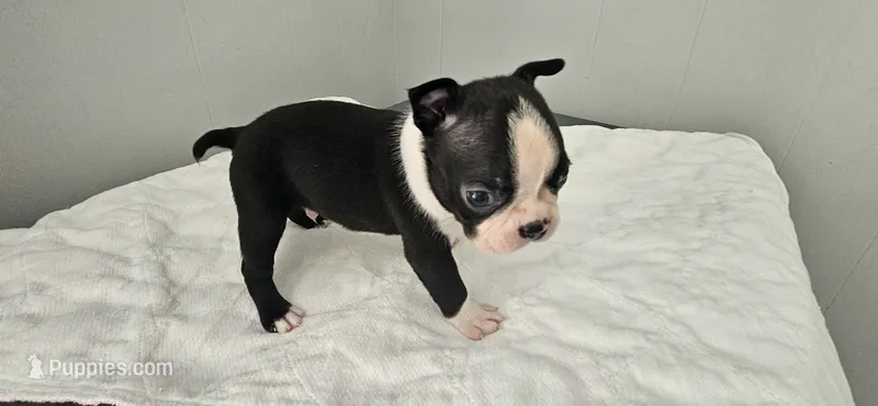 Blk/wht male 1 – Boston Terrier puppy for sale in Greenville, GA
