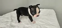 Blk/wht male 1, a male Boston Terrier for sale in Greenville, GA – 1 of 10