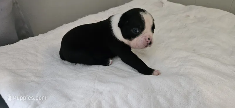 Blk/wht male 1 – Boston Terrier puppy for sale in Greenville, GA
