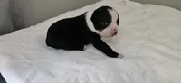 Blk/wht male 1, a male Boston Terrier for sale in Greenville, GA – 1 of 10