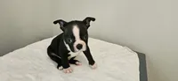 Blk/wht male 3, a male Boston Terrier for sale in Greenville, GA – 6 of 10