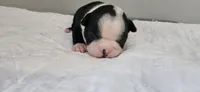 Blk/wht female 2, a female Boston Terrier for sale in Greenville, GA – 5 of 10