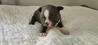 Blue female 1, a female Boston Terrier for sale in Greenville, GA – 4 of 10