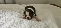 Cho male 1, a male Boston Terrier for sale in Greenville, GA – 5 of 10