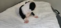 Blk/wht male 4, a male Boston Terrier for sale in Greenville, GA – 5 of 10