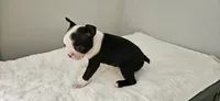 Blk/wht female 1, a female Boston Terrier for sale in Greenville, GA – 9 of 10