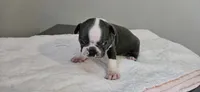 Blue male, a male Boston Terrier for sale in Greenville, GA – 10 of 10