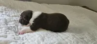 Cho male 1, a male Boston Terrier for sale in Greenville, GA – 10 of 10