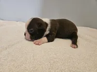 Cho female 6, a female Boston Terrier for sale in Greenville, GA – Photo 7 of 10