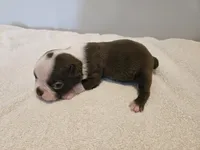 Cho female 6, a female Boston Terrier for sale in Greenville, GA – Photo 2 of 10