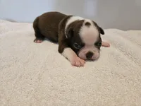 Cho female 6, a female Boston Terrier for sale in Greenville, GA – Photo 8 of 10