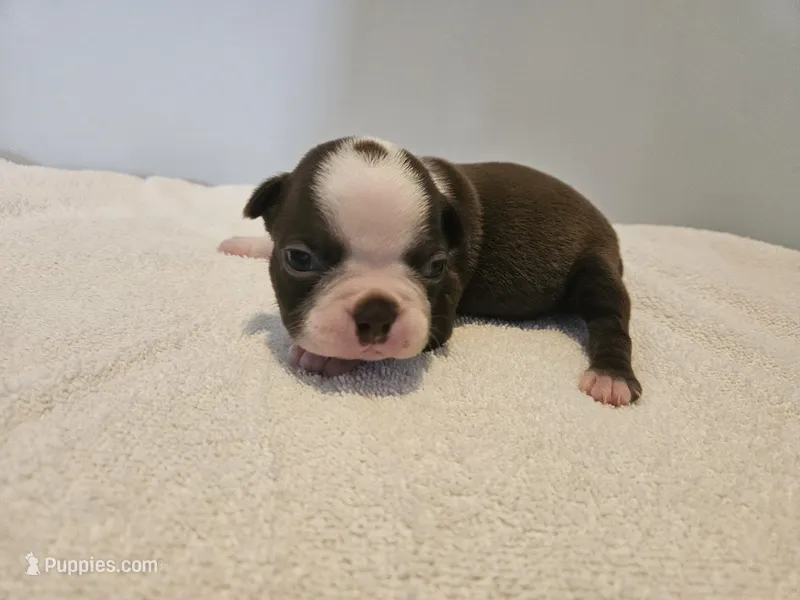 Cho female 6, a female Boston Terrier for sale in Greenville, GA – Photo 1 of 10