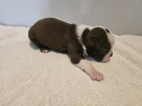 Cho female 6, a female Boston Terrier for sale in Greenville, GA – Photo 10 of 10