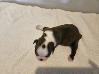 Cho female 6, a female Boston Terrier for sale in Greenville, GA – Photo 6 of 10