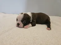 Cho female 6, a female Boston Terrier for sale in Greenville, GA – Photo 4 of 10