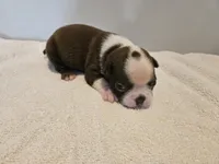 Cho female 6, a female Boston Terrier for sale in Greenville, GA – Photo 9 of 10