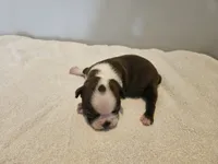 Cho female 6, a female Boston Terrier for sale in Greenville, GA – Photo 3 of 10