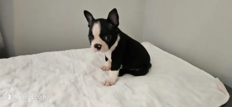 Blk/wht male 2 – Boston Terrier puppy on hold in Greenville, GA