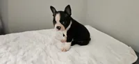 Blk/wht male 2, a male Boston Terrier for sale in Greenville, GA – 1 of 10