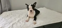 Blk/wht female , a female Boston Terrier for sale in Greenville, GA – 8 of 10