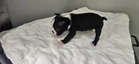 Blk/wht male 2, a male Boston Terrier for sale in Greenville, GA – 7 of 10