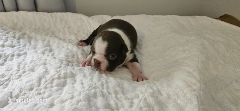 Cho male 1 – Boston Terrier puppy for sale in Greenville, GA