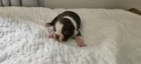 Cho male 1, a male Boston Terrier for sale in Greenville, GA – 1 of 10