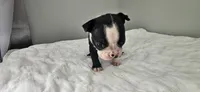 Blk/wht male 3, a male Boston Terrier for sale in Greenville, GA – 7 of 10