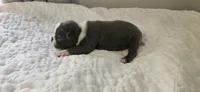 Blue female 2, a female Boston Terrier for sale in Greenville, GA – 4 of 10