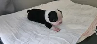 Blk/wht male 4, a male Boston Terrier for sale in Greenville, GA – 10 of 10