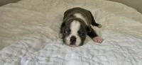 Blue female 2, a female Boston Terrier for sale in Greenville, GA – 5 of 10