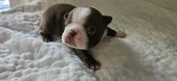 Cho male 2, a male Boston Terrier for sale in Greenville, GA – 5 of 10