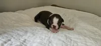 Cho male 1, a male Boston Terrier for sale in Greenville, GA – 2 of 10
