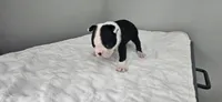 Blk/wht male 4, a male Boston Terrier for sale in Greenville, GA – 7 of 10