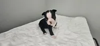 Blk/wht female 1, a female Boston Terrier for sale in Greenville, GA – 7 of 10