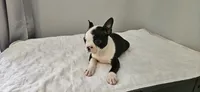 Blk/wht female , a female Boston Terrier for sale in Greenville, GA – 7 of 10