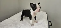 Blk/wht female 1, a female Boston Terrier for sale in Greenville, GA – 3 of 10