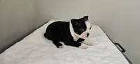 Blk/wht female 2, a female Boston Terrier for sale in Greenville, GA – 3 of 10