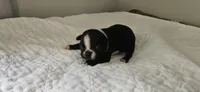 Blk/wht male 1, a male Boston Terrier for sale in Greenville, GA – 5 of 10