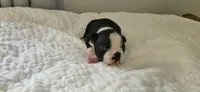 Blk/wht female , a female Boston Terrier for sale in Greenville, GA – 3 of 10