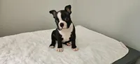 Blk/wht male 3, a male Boston Terrier for sale in Greenville, GA – 4 of 10