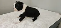Blk/wht female 2, a female Boston Terrier for sale in Greenville, GA – 7 of 10
