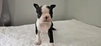 Blk/wht female 1, a female Boston Terrier for sale in Greenville, GA – 5 of 10