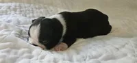 Blk/wht female , a female Boston Terrier for sale in Greenville, GA – 4 of 10